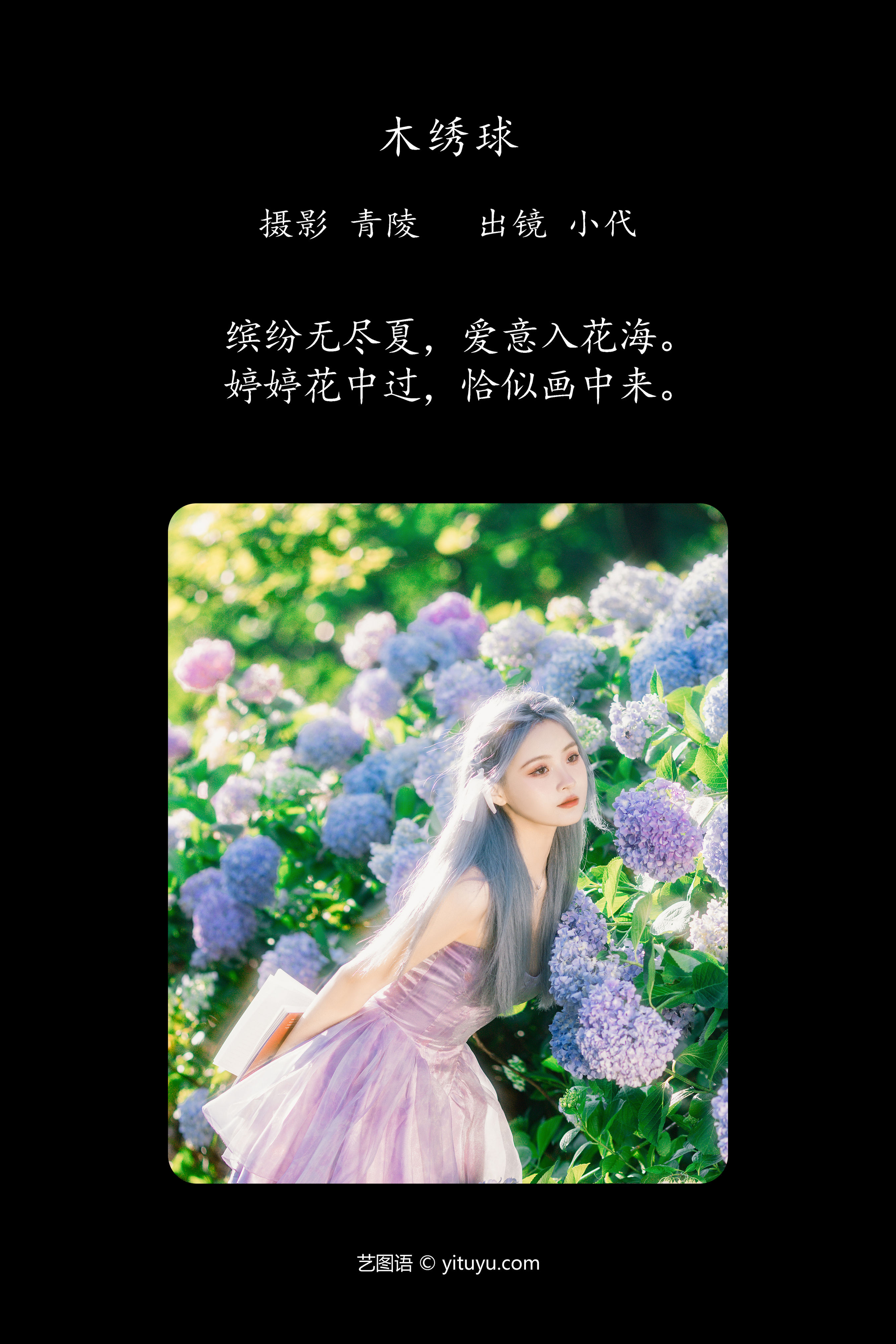 木绣球 小清新 少女 精美 养眼 花 绣球花 夏天